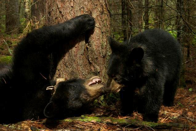 Lily & Hope - by Gordon Buchanan