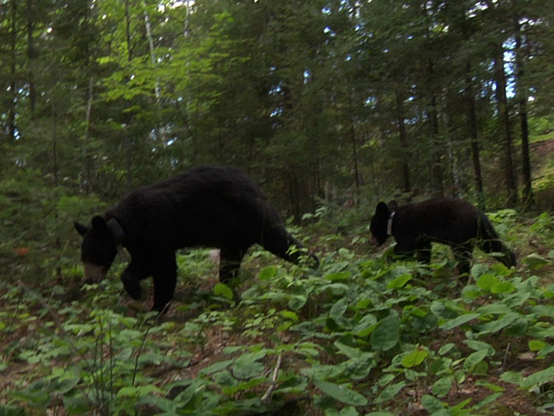 Hope sticking to Lily