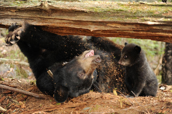 Silly Lily and little Hope