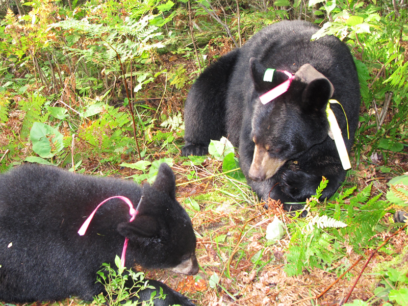 Lily and Hope with ribbons - August 30, 2010