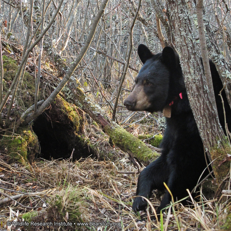 Lily_at_den_-_20101022