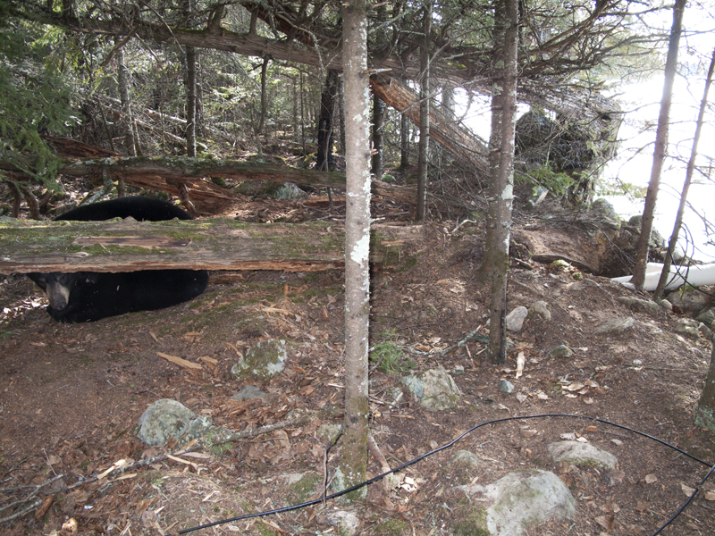 Lily bedded near den - March 21,2010