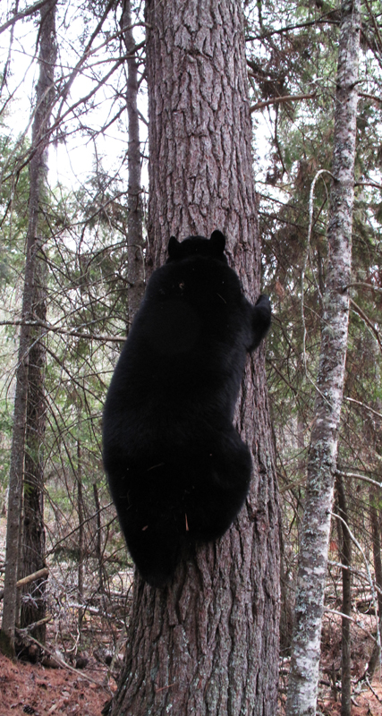 Lily climbing white pine