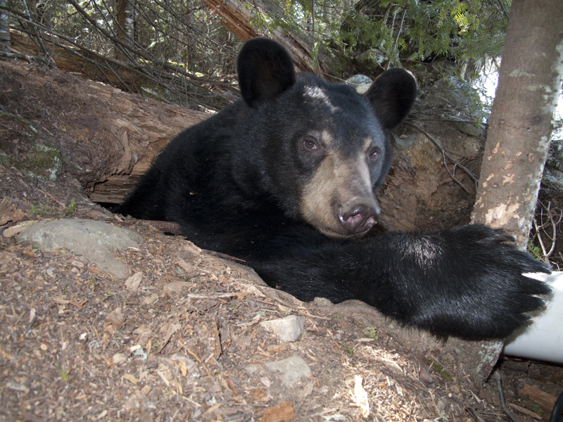 Lily coming out of her den - March 24, 2010