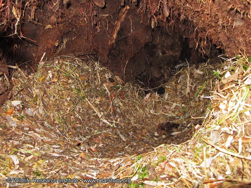 Lily_den_inside_-_20101022