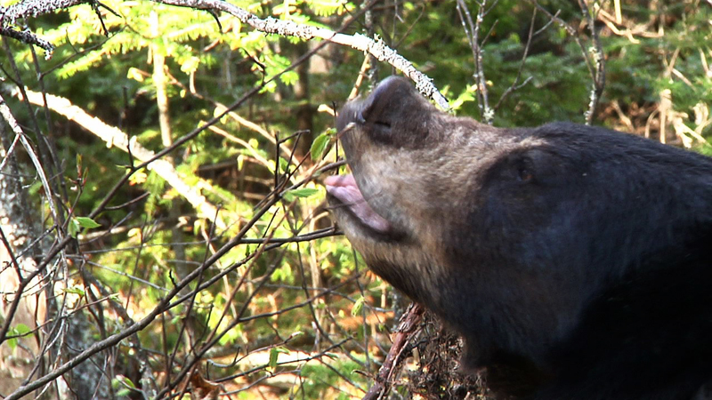 Lily feeding on hazel