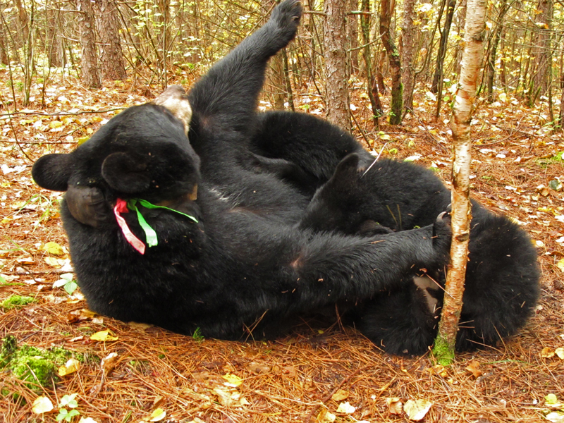 Lily nursing Hope - Sept 27, 2010