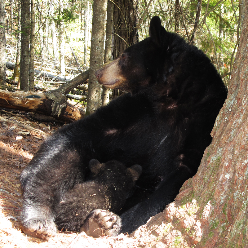 Lily nursing Hope at white pine - April 11, 2010