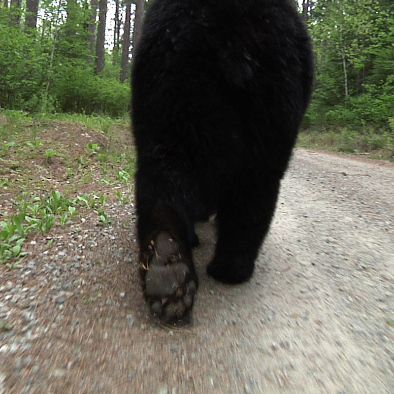 Lily on the move - May 23, 2010