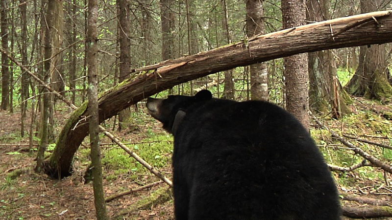 Lily sniffing - May 23, 2010