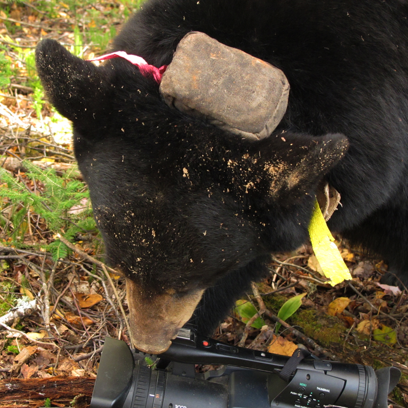 Lily sniffing camera - Sept 26, 2010