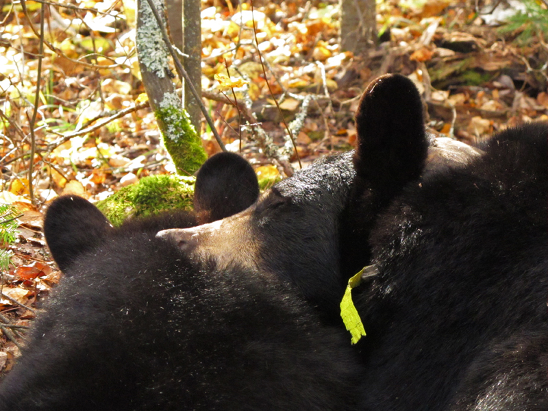 Lily using Hope as a pillow - Sept 28, 2010