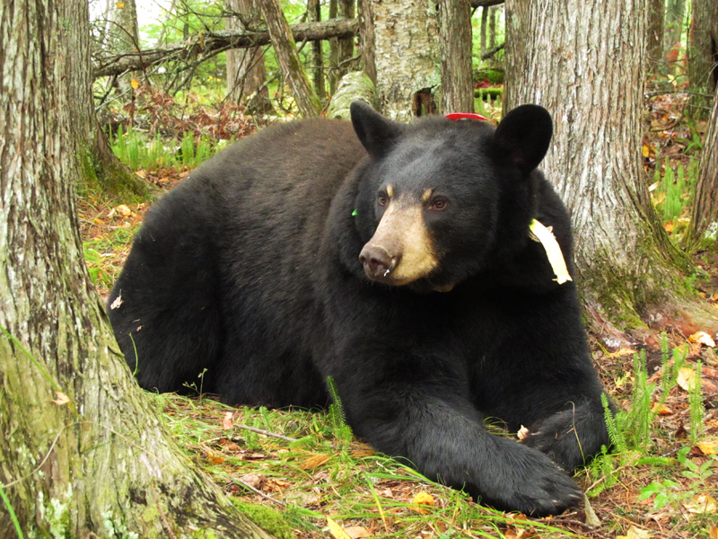 Lily with dirt on back - Sept 23, 2010