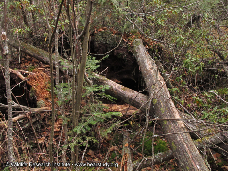 Lilys_wet_den_-_20101019