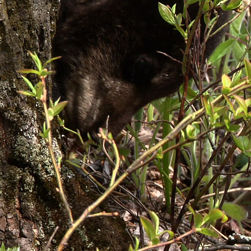 Hope Eating Blossoms - May 12, 2010