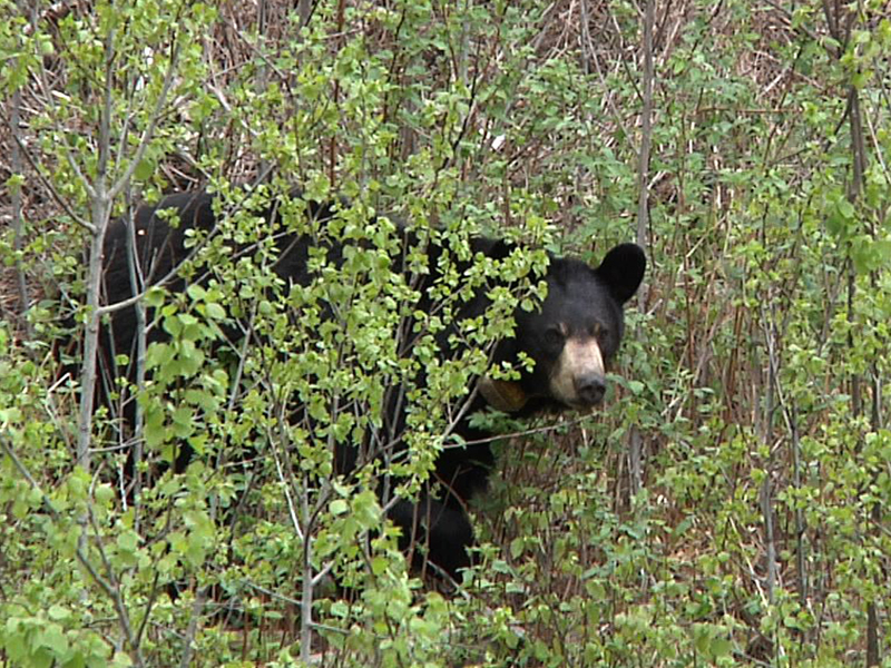 May_22_2010_-_Hopeless_Lily