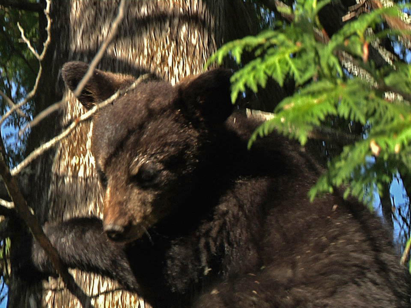 Hope in cedar - May 26, 2010