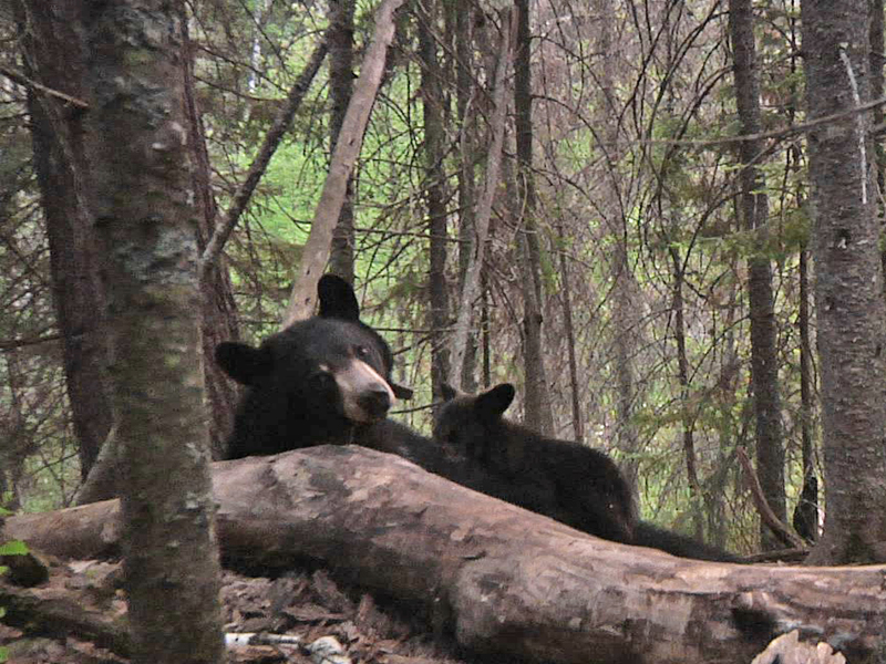Lily nursing Hope - May 26, 2010
