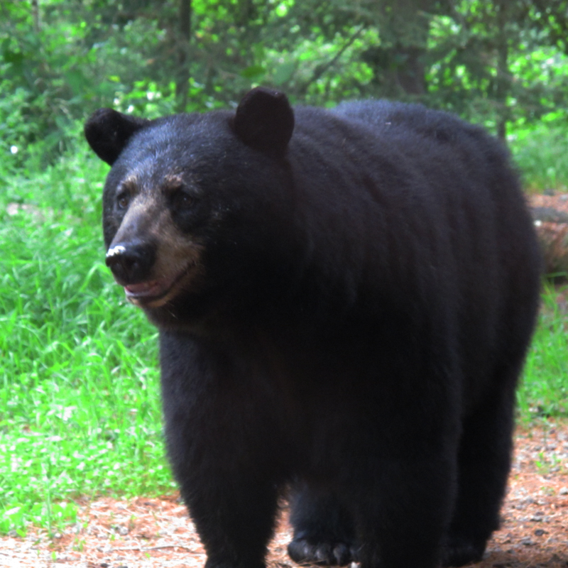 Shadow - June 17, 2010