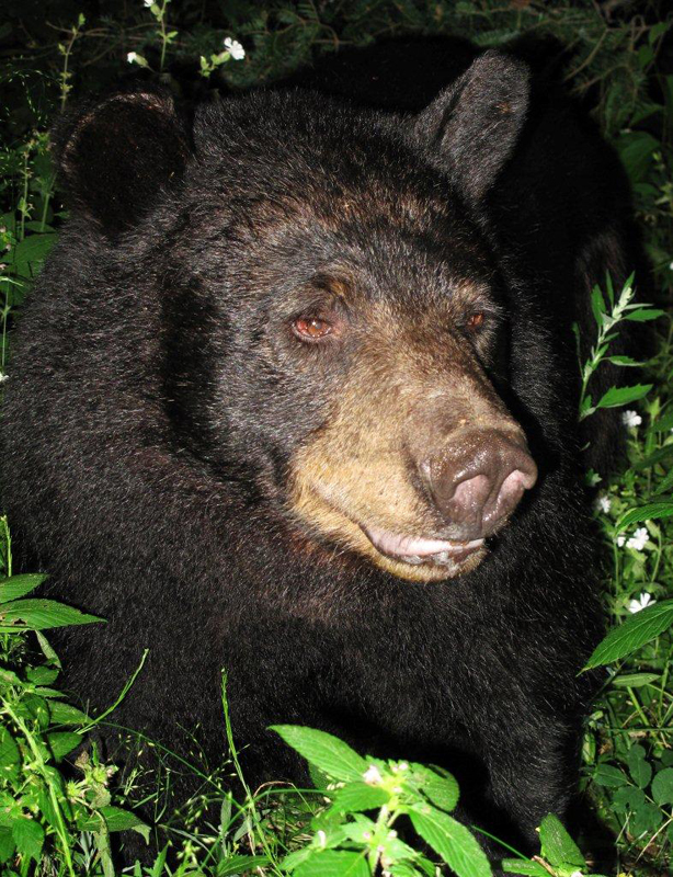 Shadow 0 July 17, 2010