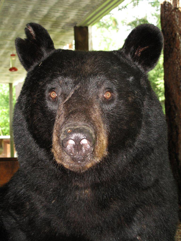 Shylow - July 16, 2010