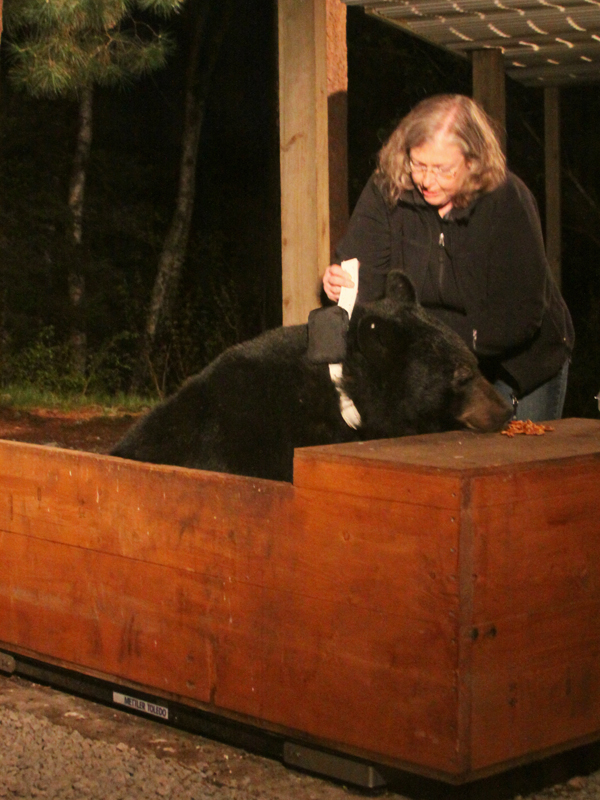 Sue collaring Cal - May 8, 2010