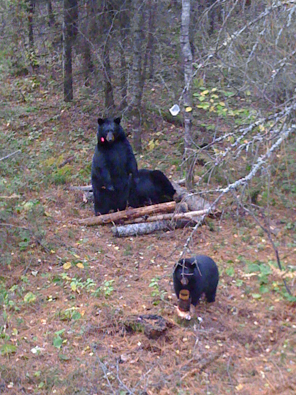 June and cubs at bait site in 2009