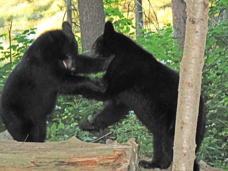 RC's cub and Ty Playing - August 22, 2010