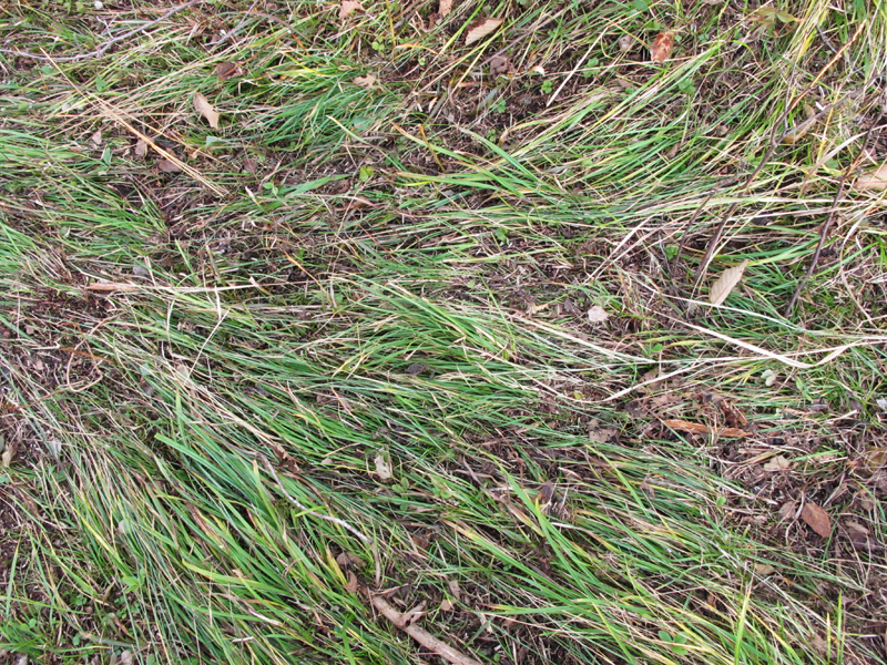 Ursula_raking_-_20101005