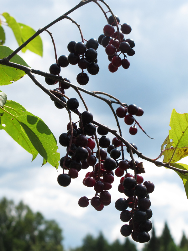 chokecherries_-_20100804