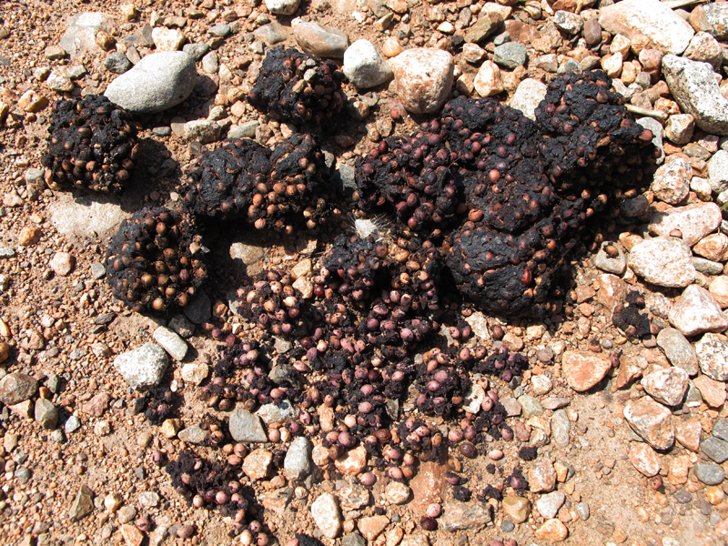 chokecherry_scat_-_20100804