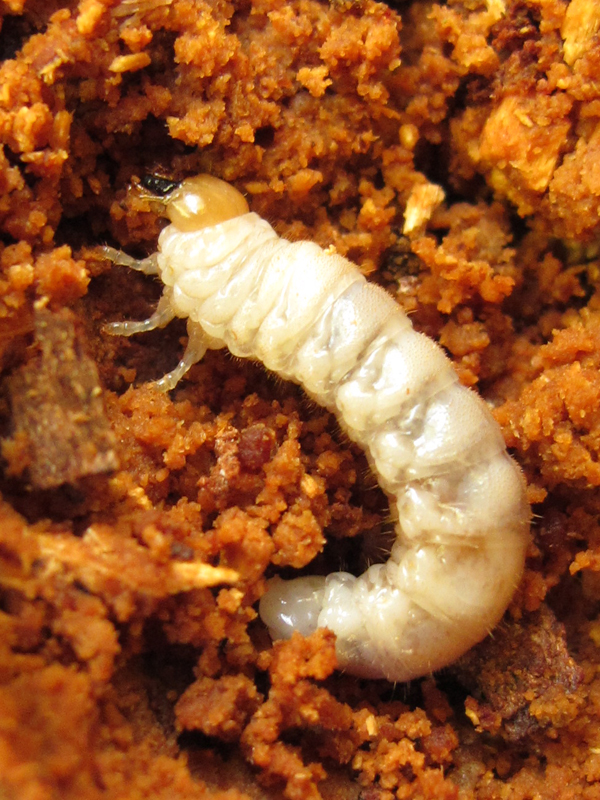 yummy grub - September 17, 2010