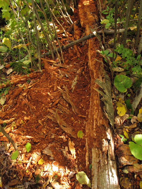 birch log opened for grubs - September 17, 2010
