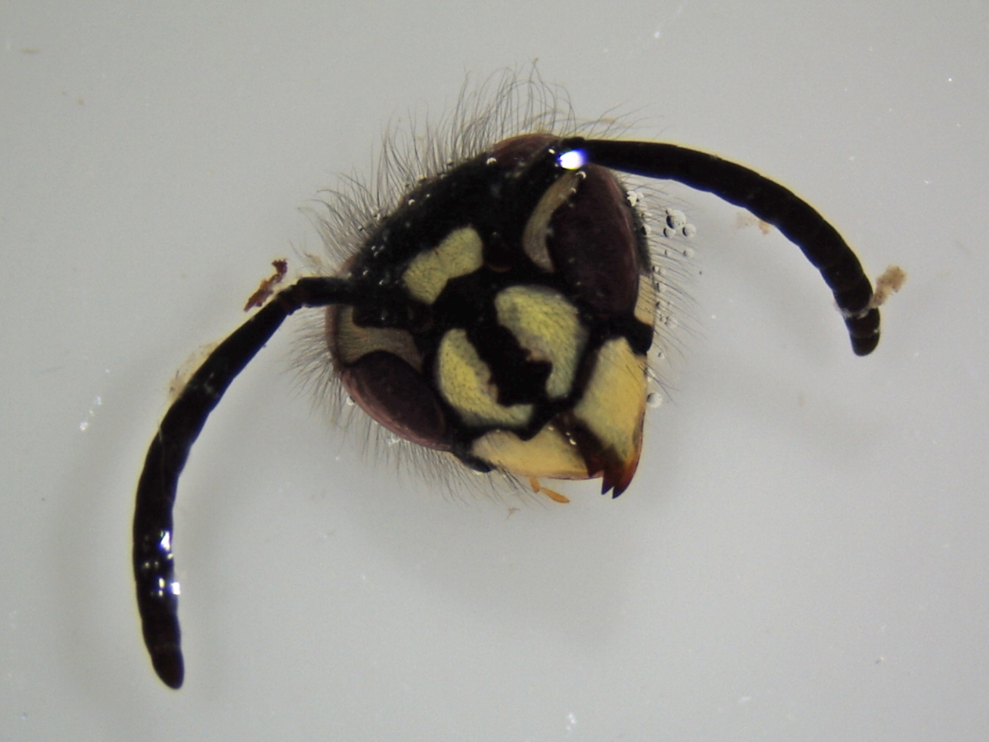 hornet_head_from_Hope_scat_-_July_10_2010