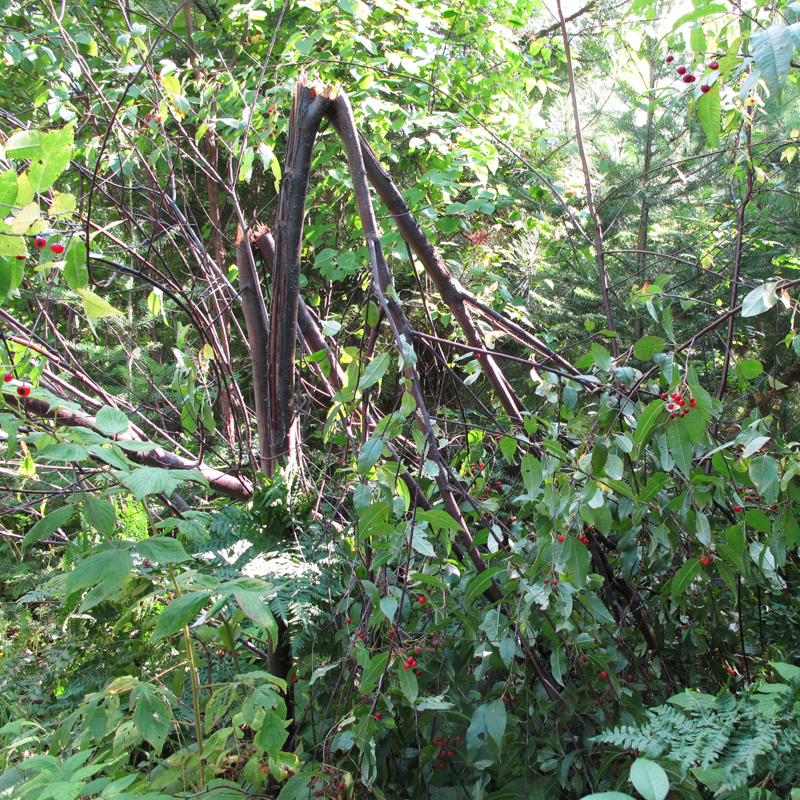 pincherry_broken_down_-_20100725