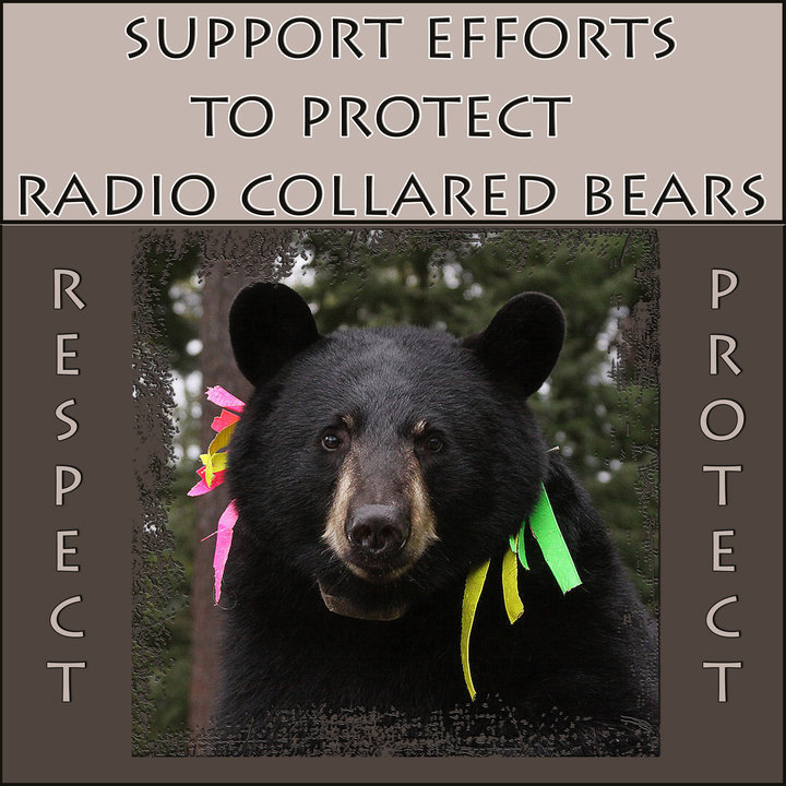 protect_radio-collared_bears_poster