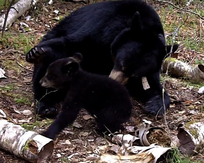 Lily reaches to grab Hope 