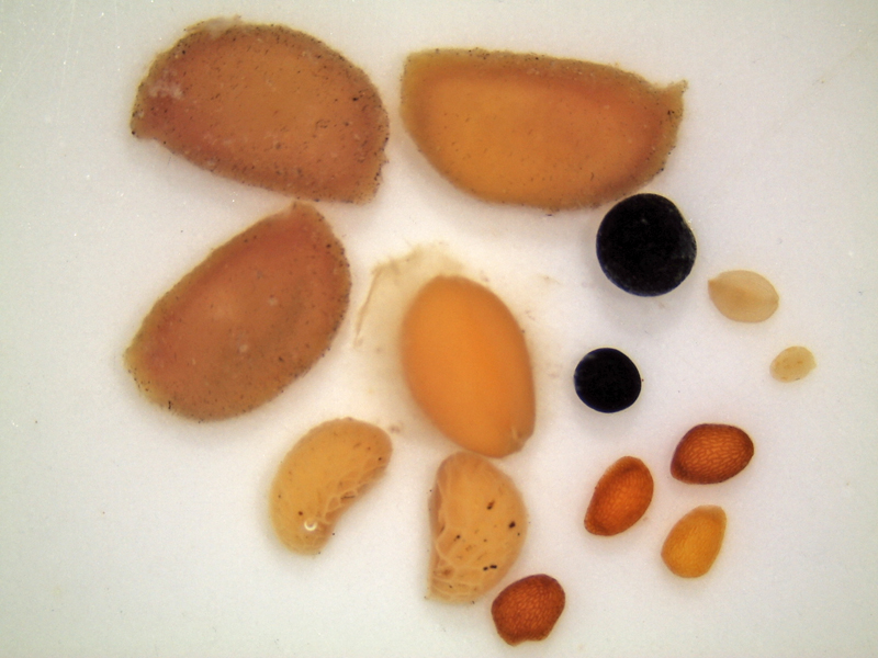 seeds_in_Hope_scat_-_July_10_2010