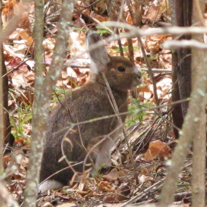 snowshoe_hare_-_20101024