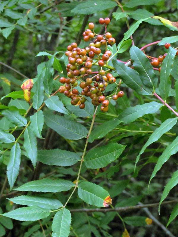 Mountain ash - Aug 15, 2012