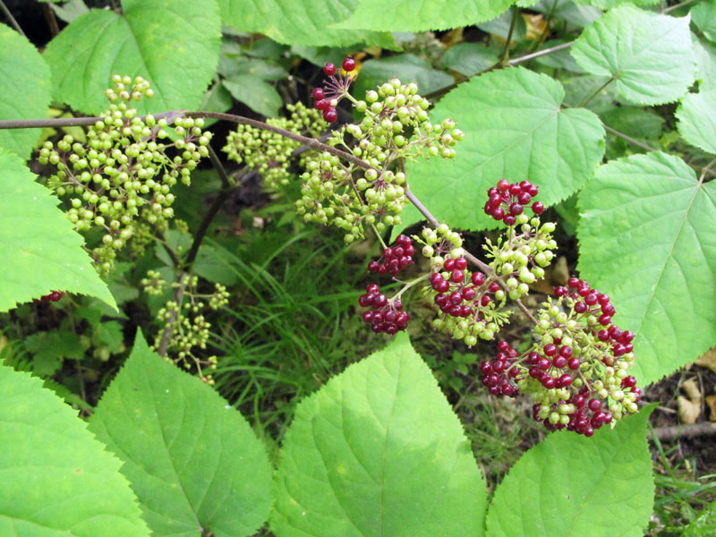 American spikenard - Aug 15, 2012