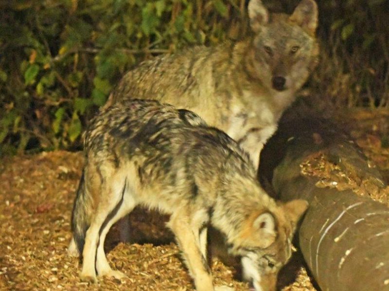 Confessing an Error - UPDATE October 11, 2024