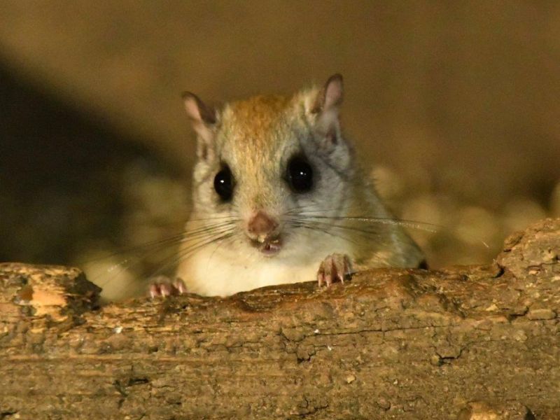 Education and Flying Squirrels - UPDATE January 29, 2021