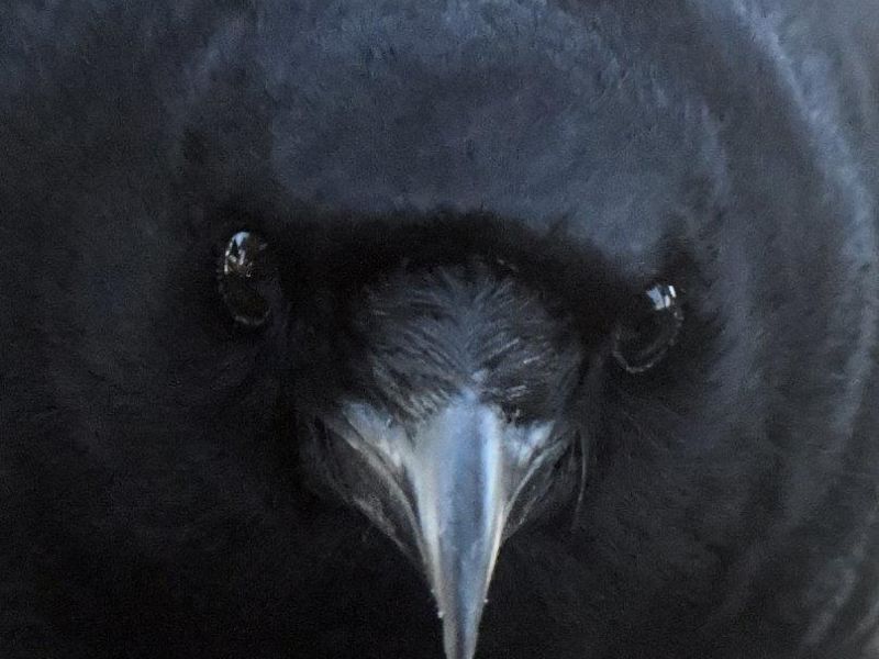 Tasha, Eagle and Raven Competitors, and the LilyPad Picnic - UPDATE March 19, 2021