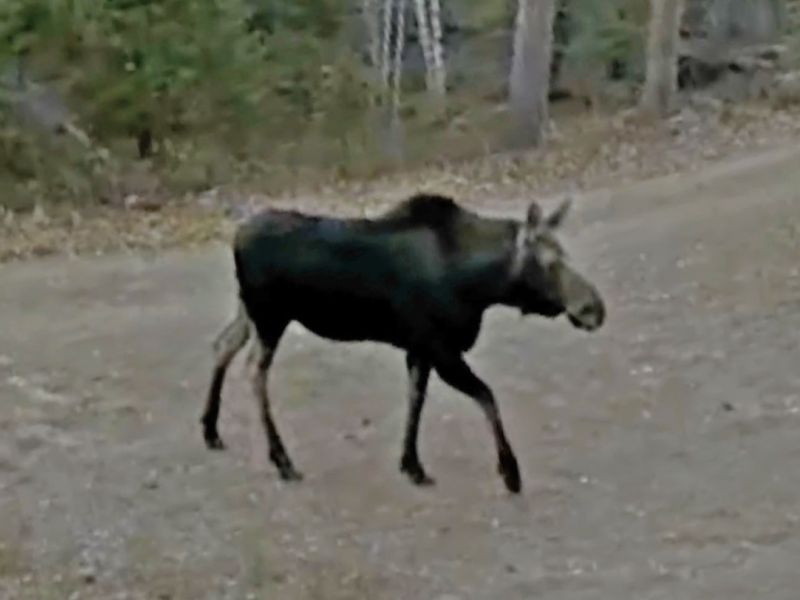 Yearlings Still About and a Moose - UPDATE November 9, 2021