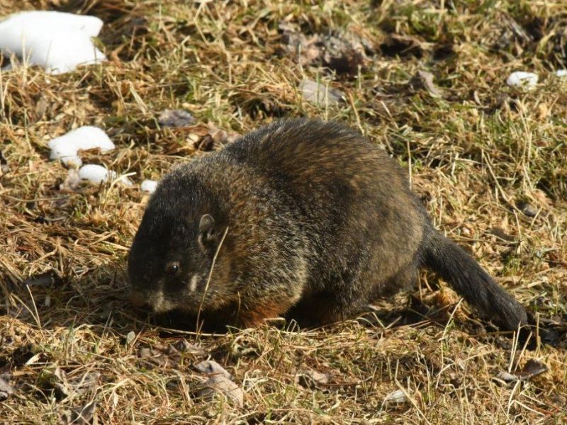 Tasha, Spanky, and the Woodchuck - UPDATE March 15, 2021