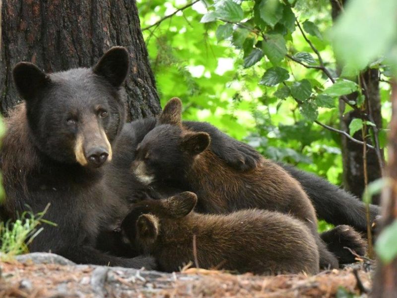 A Treat for Cinnamon and her Cubs - UPDATE August 14, 2020