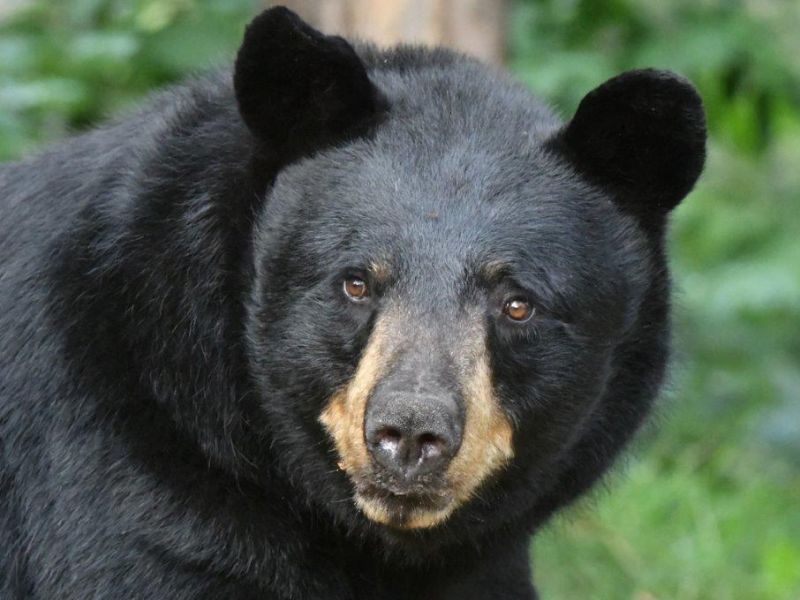 Colleen, Cubs, and Birds - UPDATE August 22, 2020