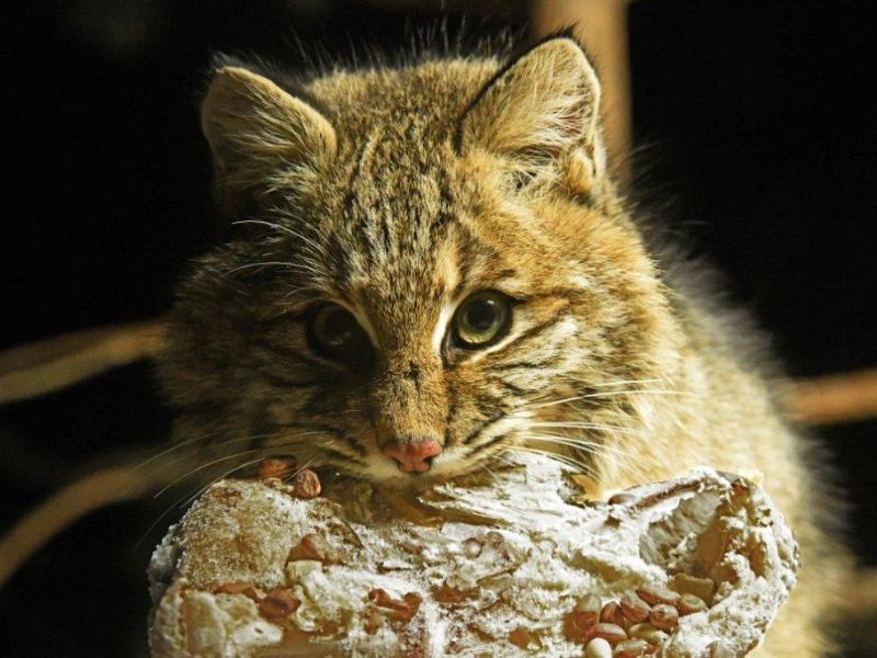 Holly Shedding Her Foot Pads? Plus the Bobcat - UPDATE January 4, 2023