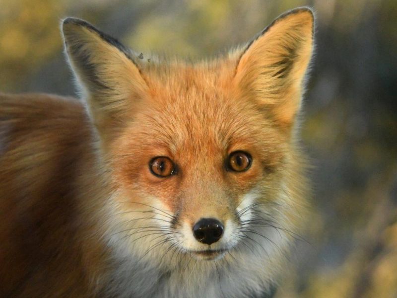 Fox, Mink, PeekaBoo, and Bears - UPDATE February 22, 2024